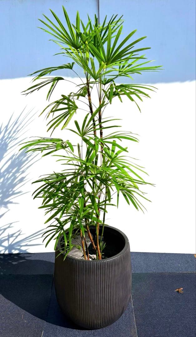 特大美品‼️棕櫚竹　シュロチク