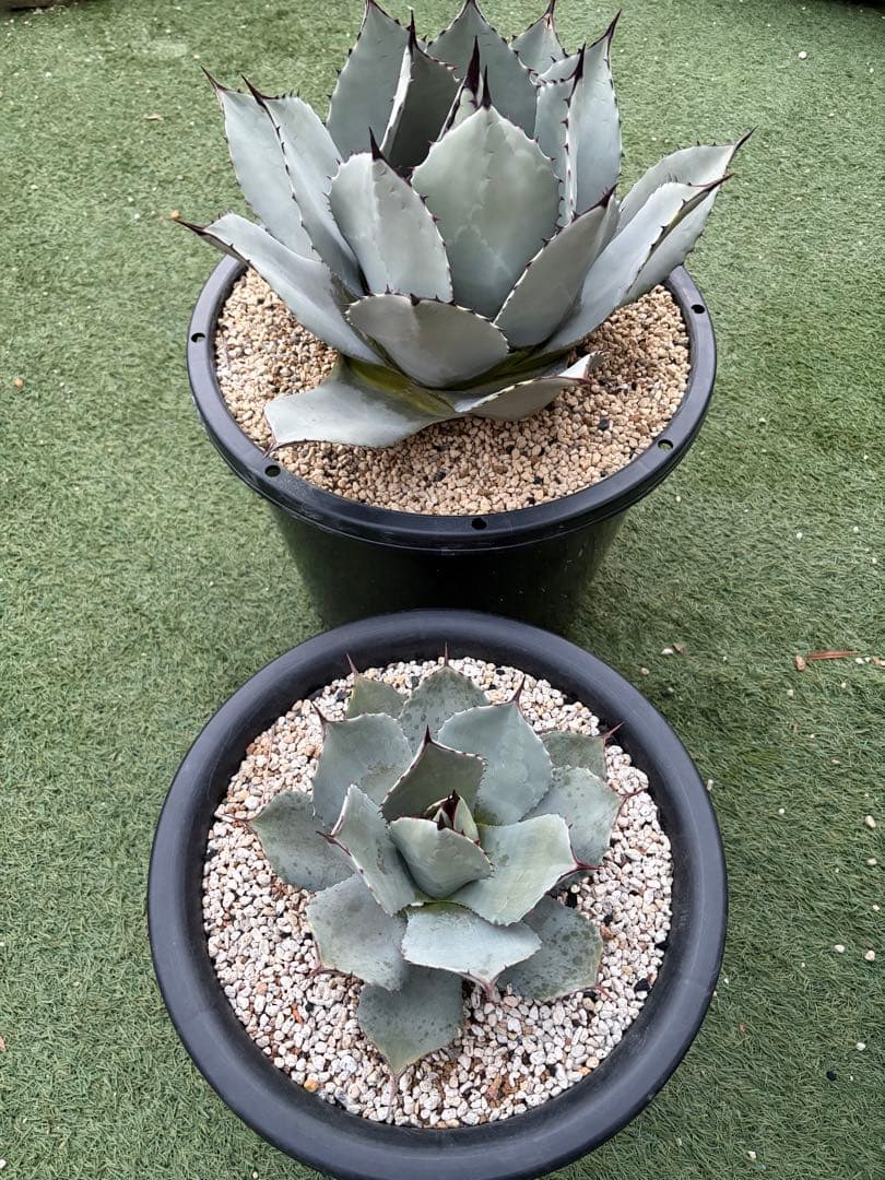 アガベ　パリー　吉祥天　純血　ホーチエンシス