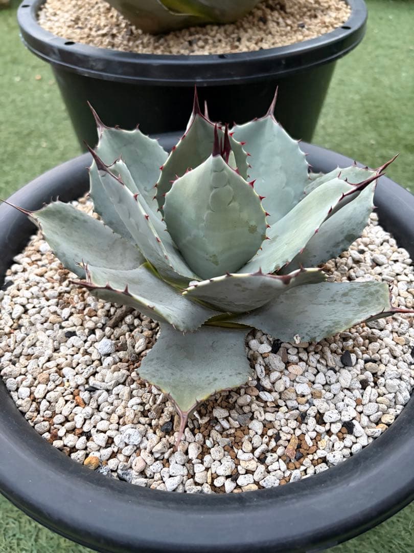 アガベ　パリー　吉祥天　純血　ホーチエンシス