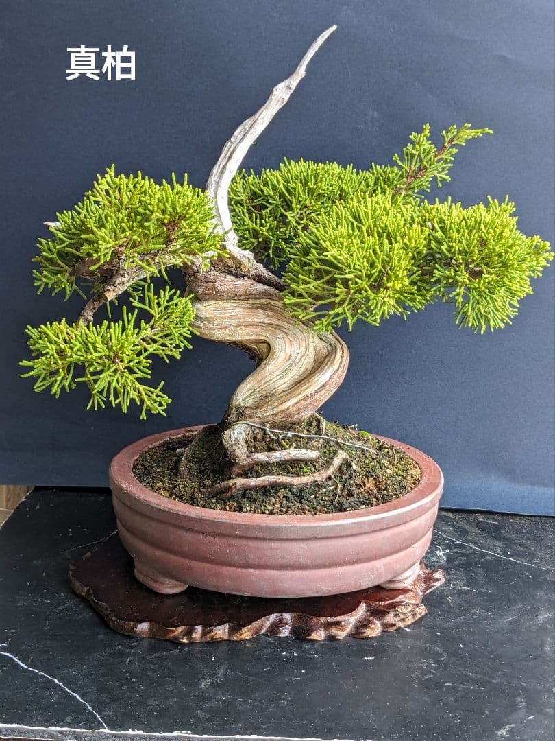 ブ*ン様 小品盆栽素材　真柏　1013