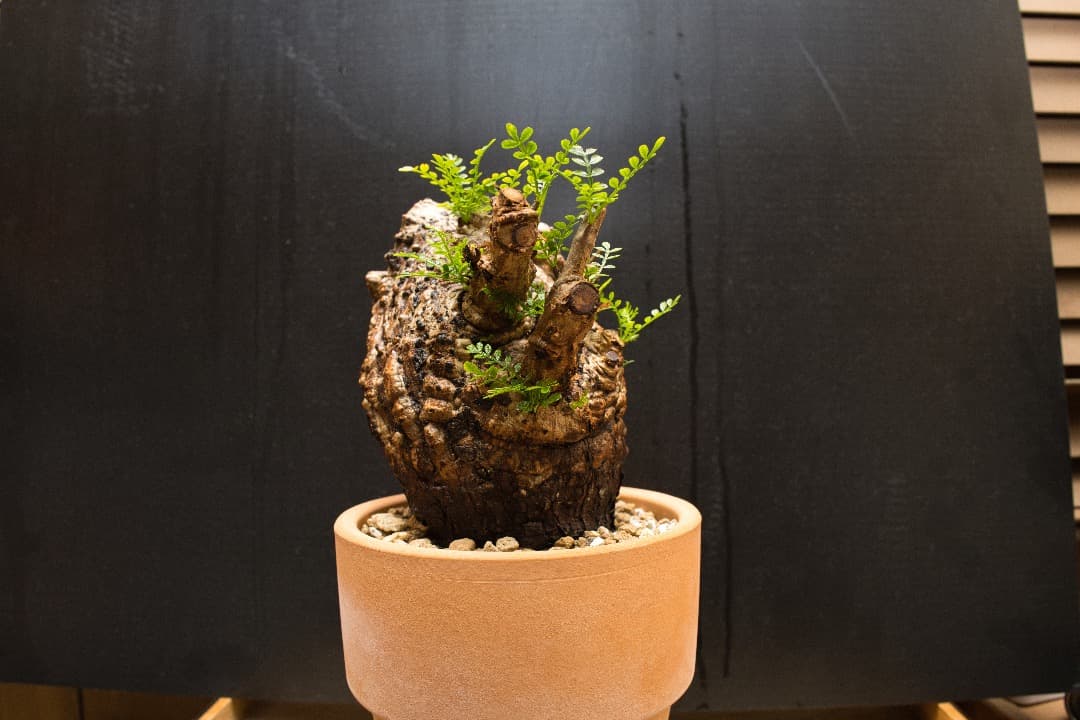 【時間限定値下げ】オペルクリカリアパキプス