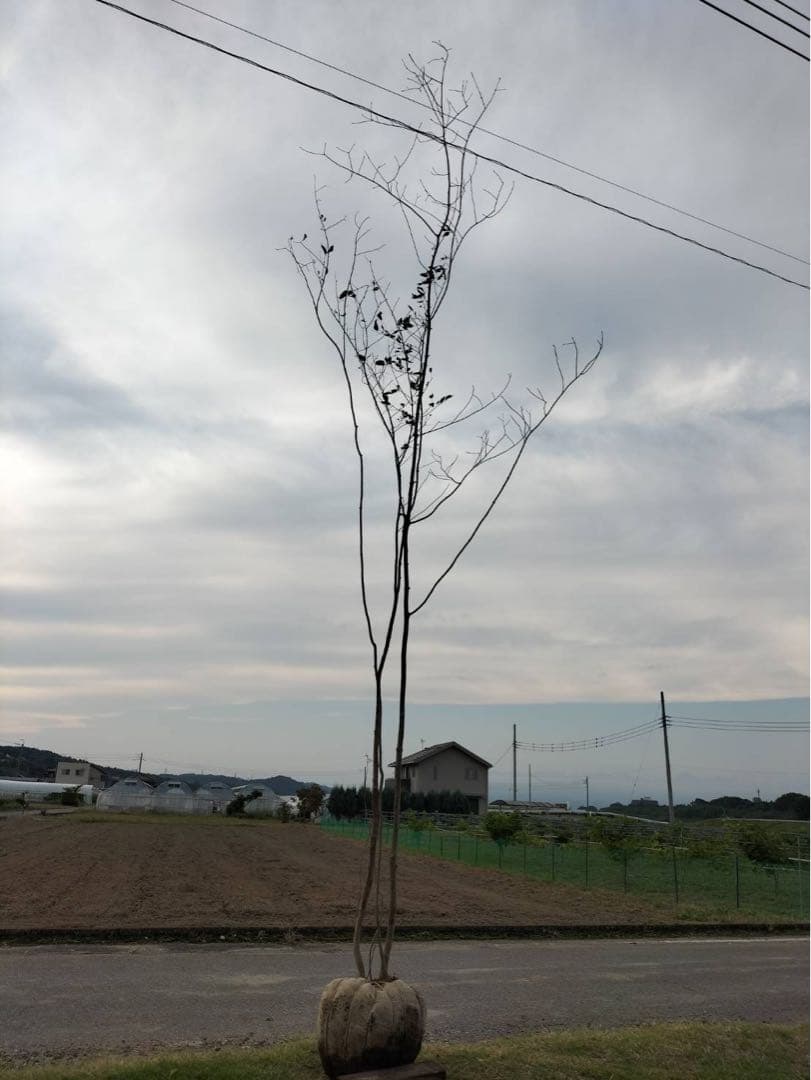 山採り アオダモ 株立ち 4本立ち