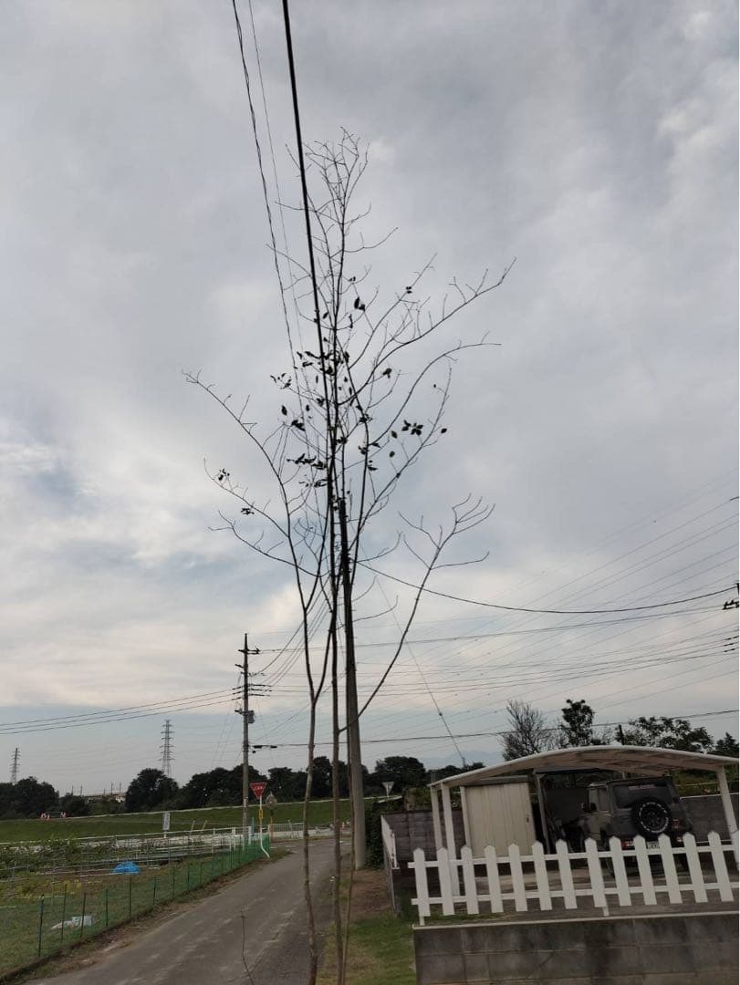 山採り アオダモ 株立ち 4本立ち