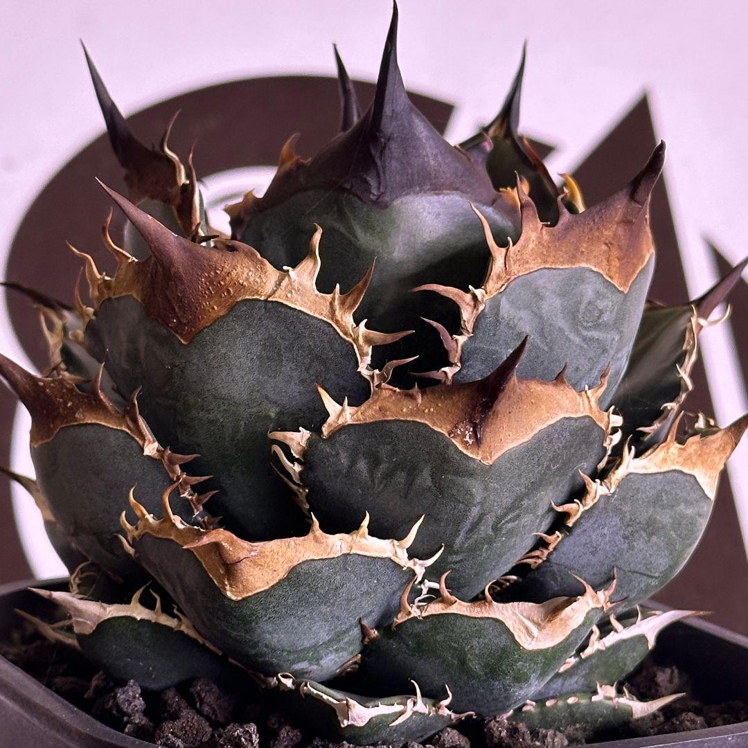 【上澳園芸】 アガベ チタノタ 緑犀牛 良質子株 LED管理株