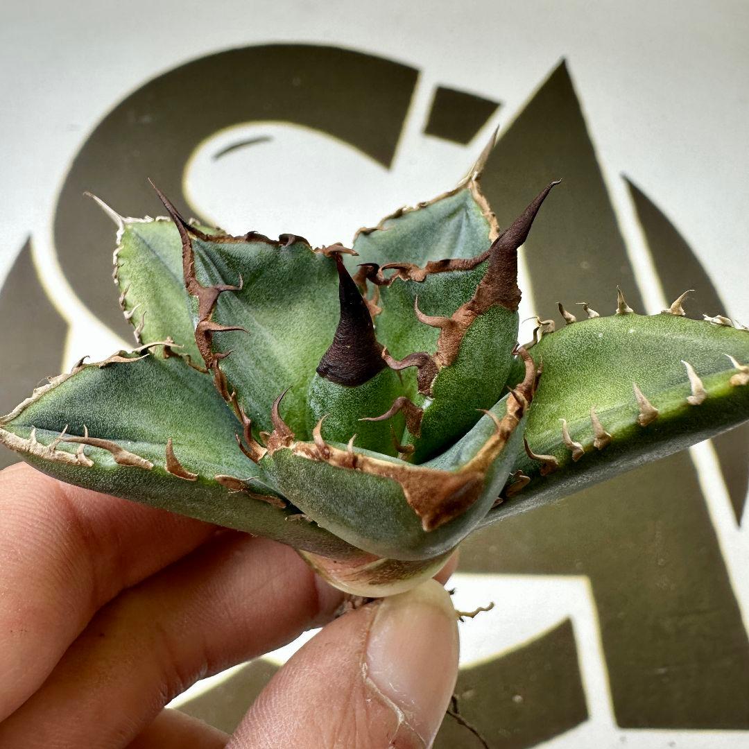 【上澳園芸】 アガベ チタノタ 緑犀牛 良質子株 LED管理株