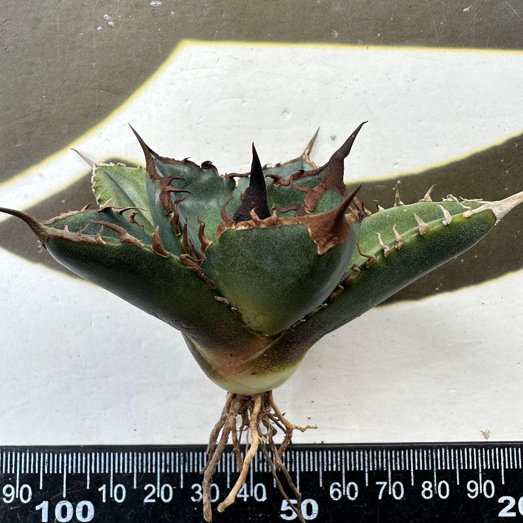 【上澳園芸】 アガベ チタノタ 緑犀牛 良質子株 LED管理株