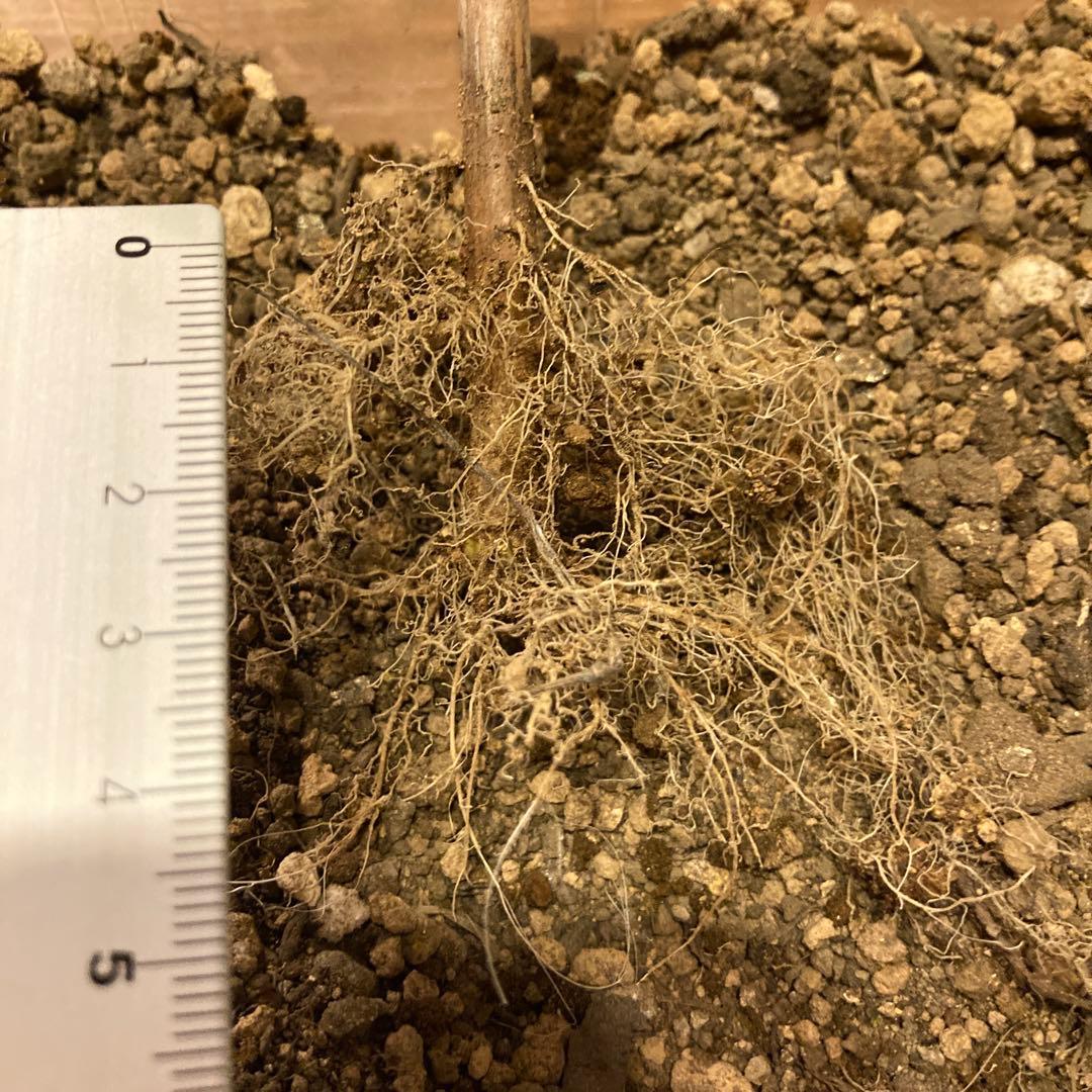 紫陽花アナベル挿し木苗⑫