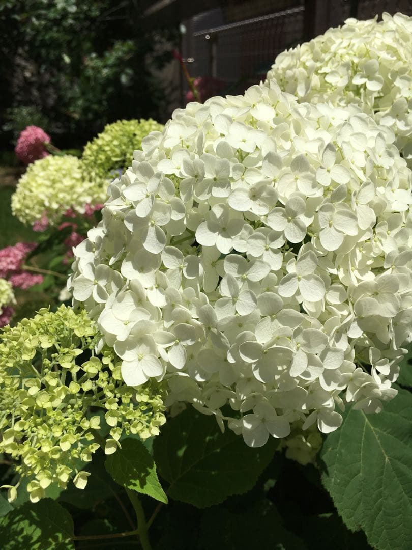 紫陽花アナベル挿し木苗⑫