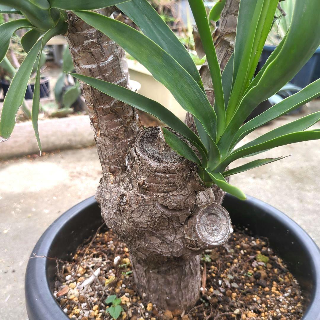 ユッカエレファンティペス(青年の木) ④幹極太多頭アガベ チタノタドライガーデン