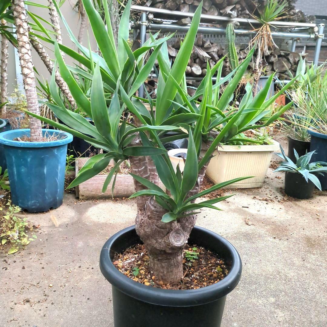 ユッカエレファンティペス(青年の木) ④幹極太多頭アガベ チタノタドライガーデン