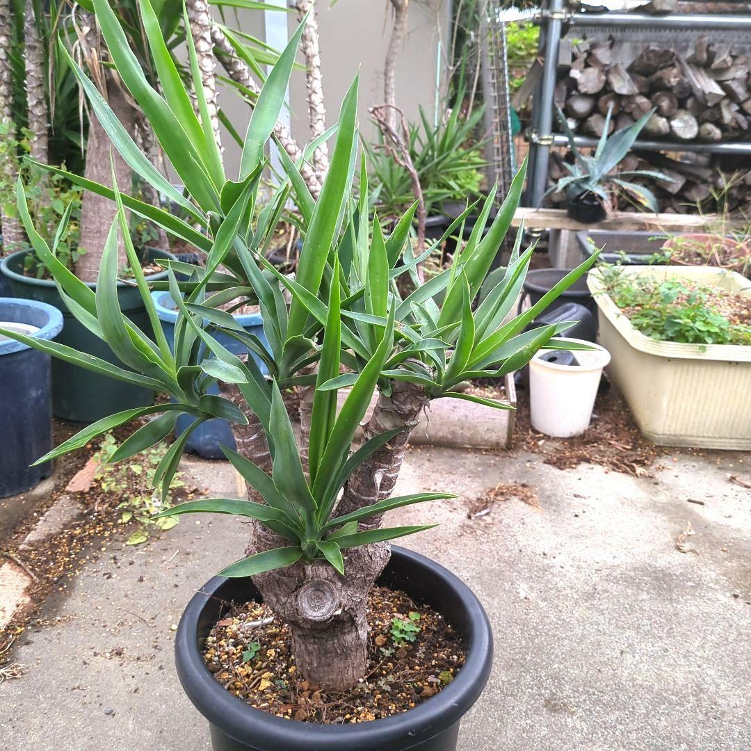 ユッカエレファンティペス(青年の木) ④幹極太多頭アガベ チタノタドライガーデン