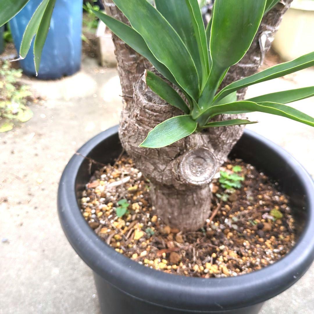 ユッカエレファンティペス(青年の木) ④幹極太多頭アガベ チタノタドライガーデン