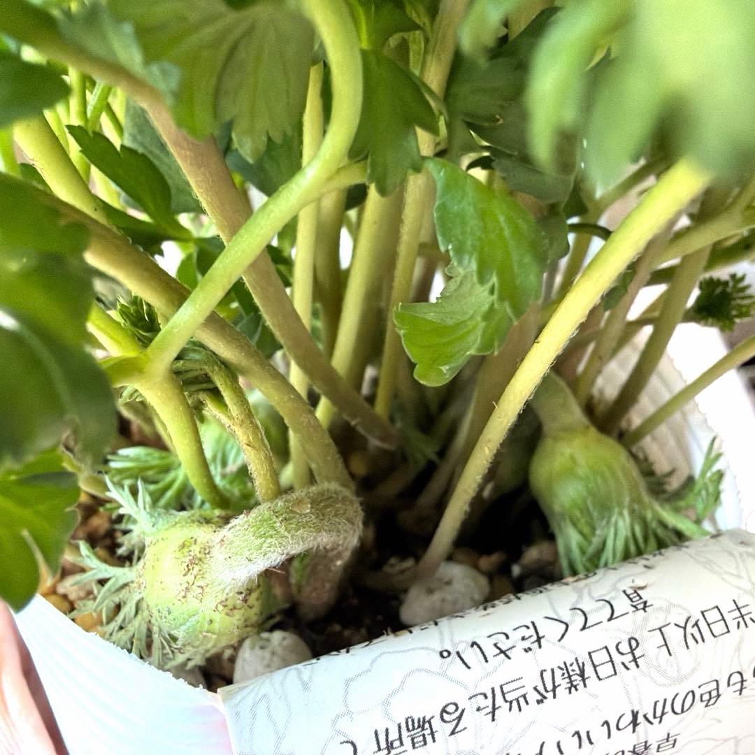 【2年株】八重咲きアネモネ momo もも　ベージュピンク系《2/10》❶