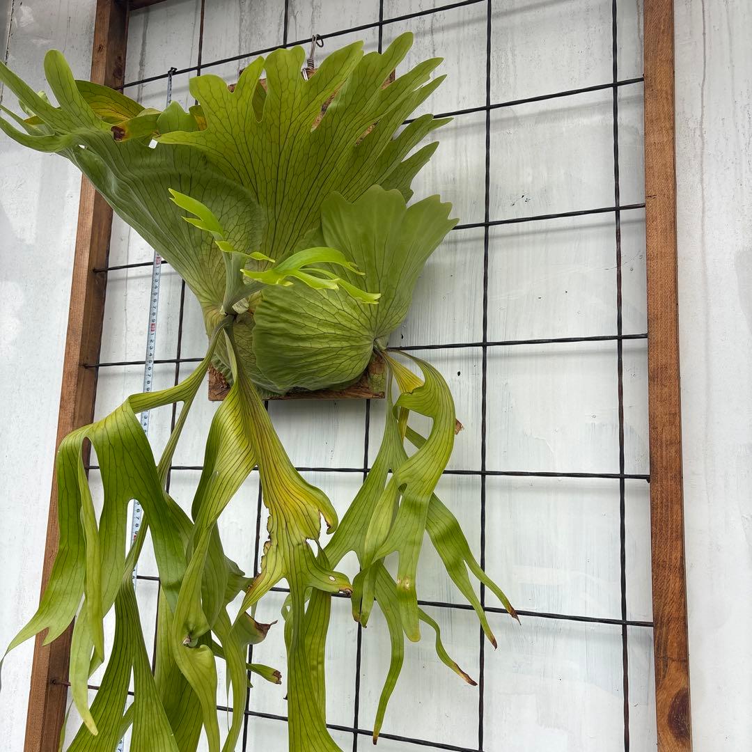 ビカクシダ　コロナリウム　特大株