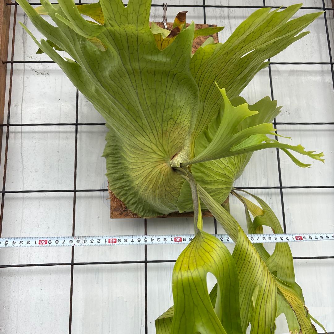 ビカクシダ　コロナリウム　特大株