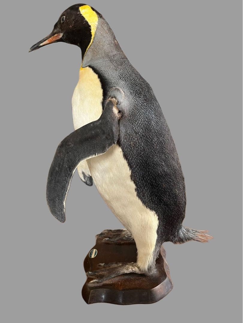 キングペンギン 剥製 木製台座付き 約70cm