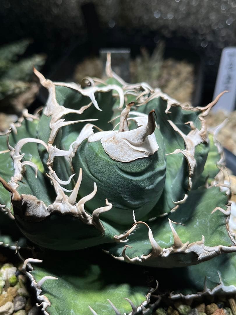 スーパーチタノタ カクタスグリーン