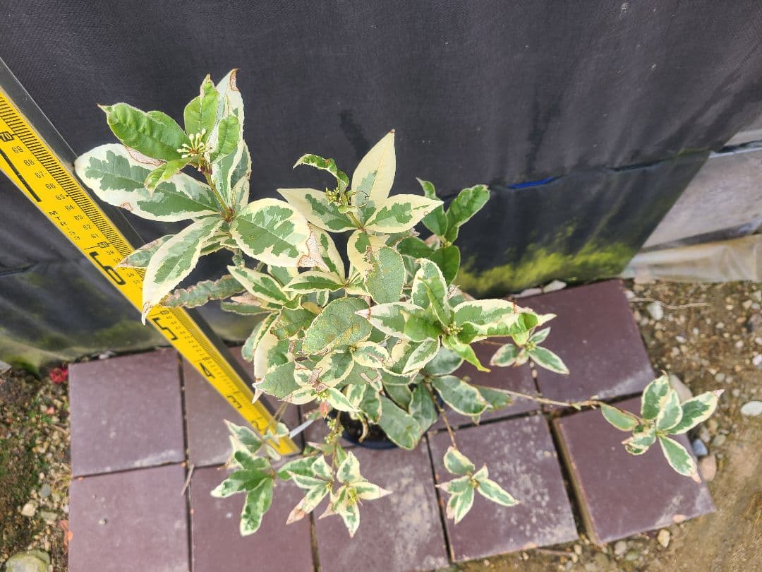 斑入りキンモクセイ希少品種／6号鉢 大苗 約75cm／トリカラーリーフ 常緑