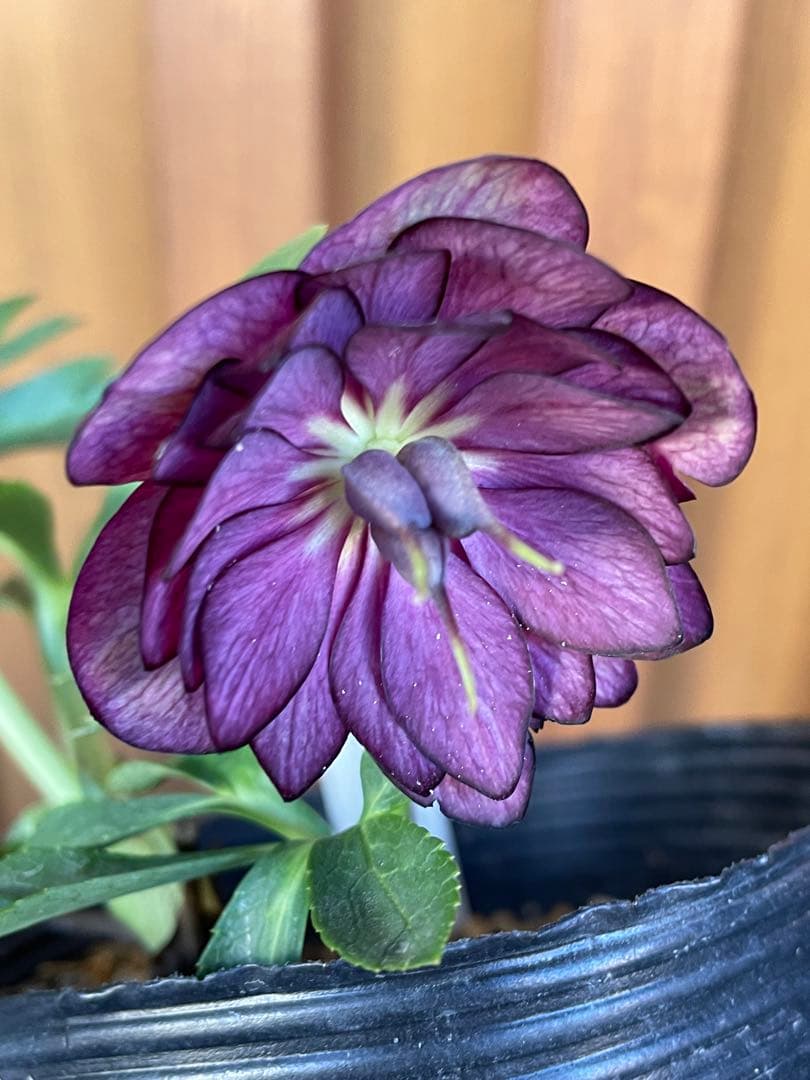 【花苗】加藤農園　クリスマスローズ　②