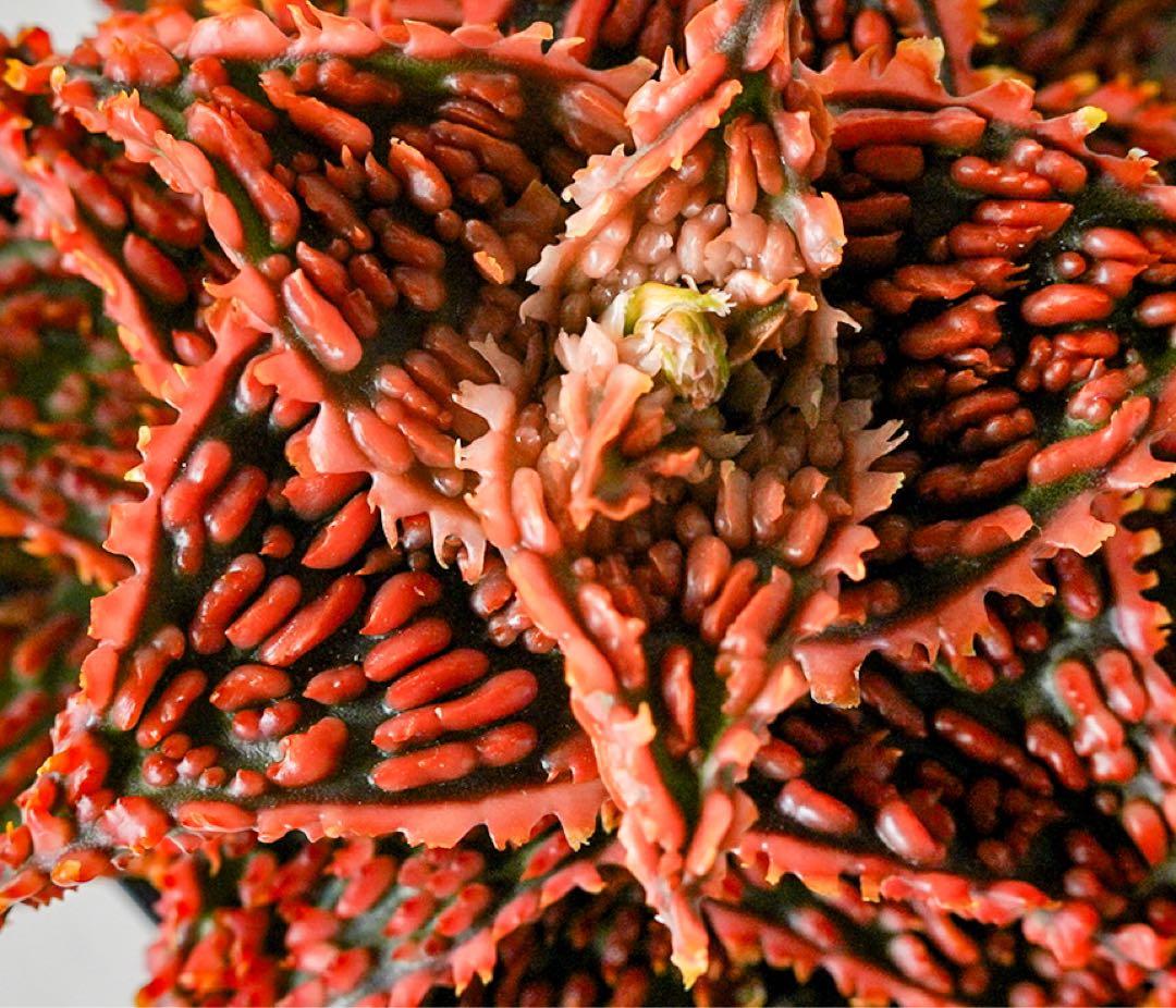 アロエハイブリッド　TCT