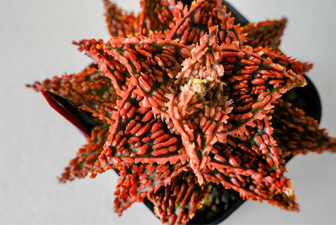 アロエハイブリッド　TCT