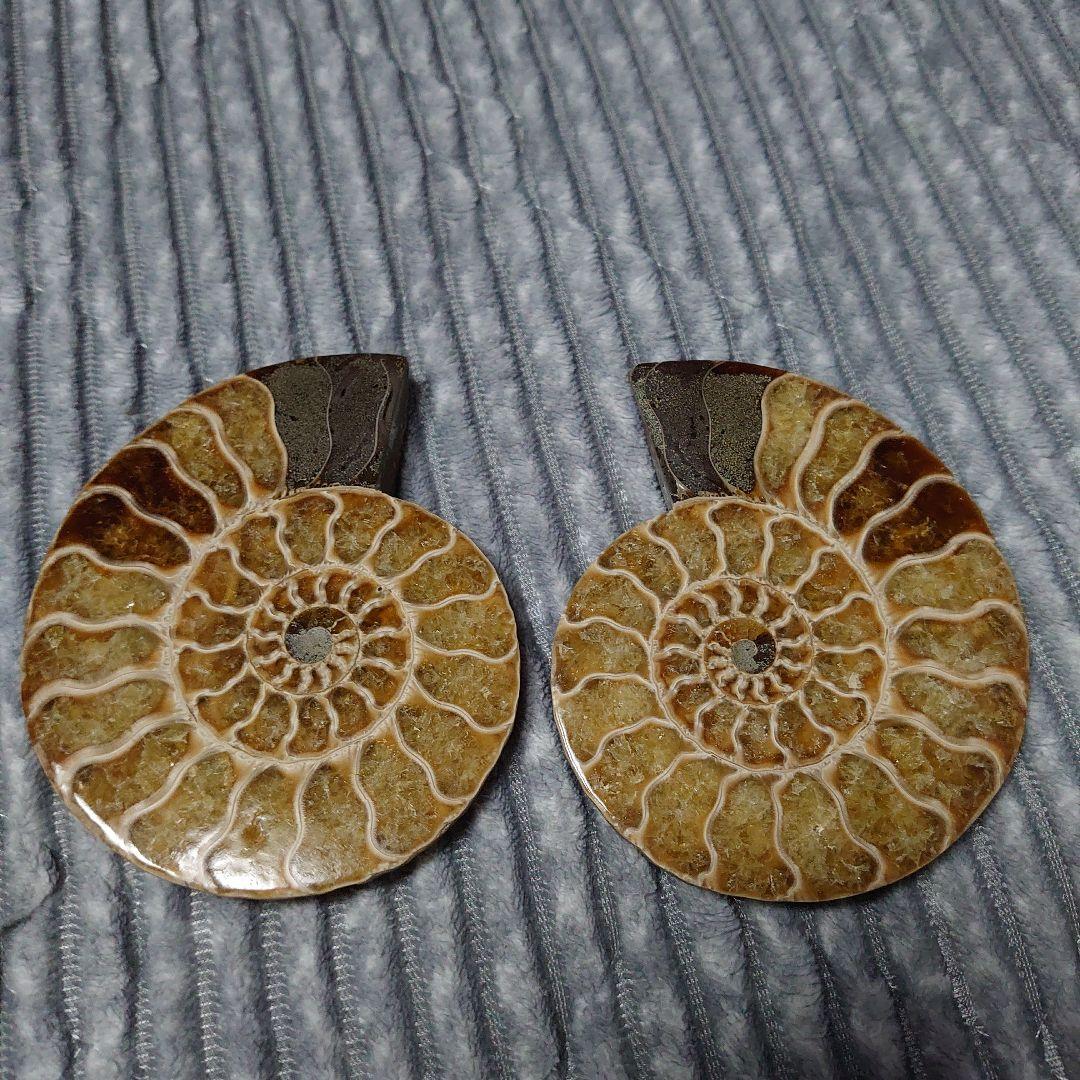 アンモナイト化石　ハーフカット　ペア　マダガスカル