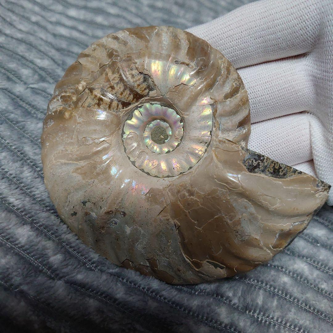 アンモナイト化石　ハーフカット　ペア　マダガスカル