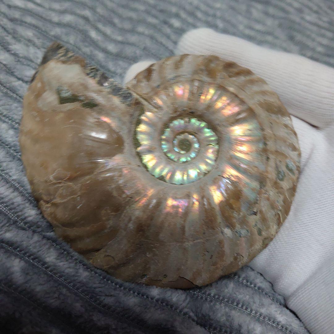 アンモナイト化石　ハーフカット　ペア　マダガスカル