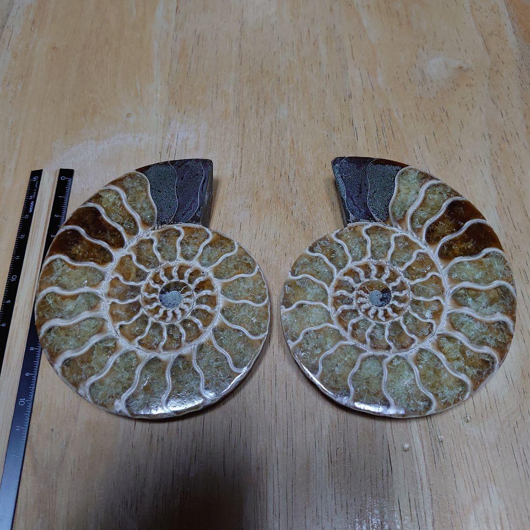 アンモナイト化石　ハーフカット　ペア　マダガスカル