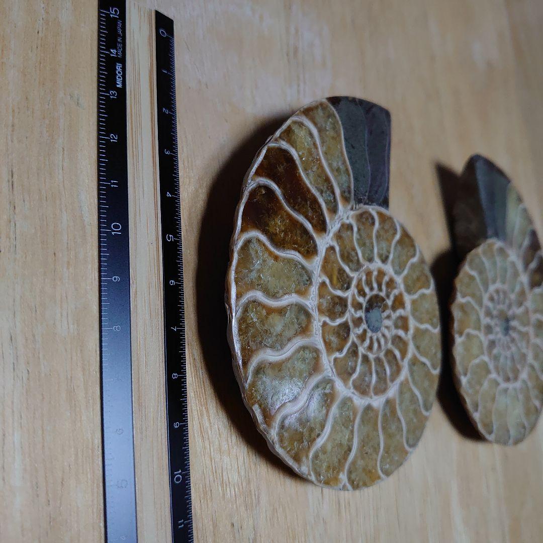 アンモナイト化石　ハーフカット　ペア　マダガスカル