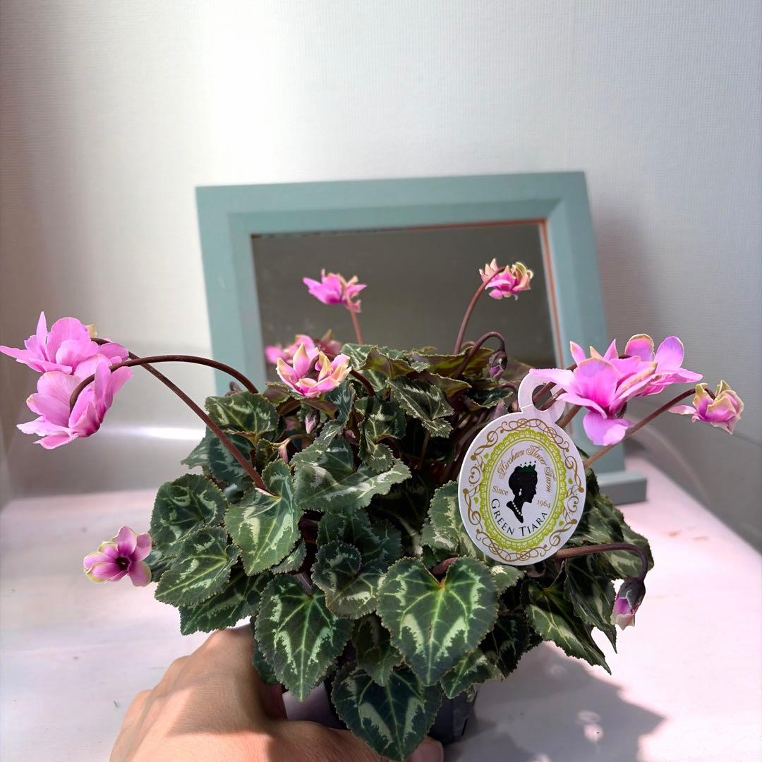 ayakaママ様　リクエスト　おまとめ5点