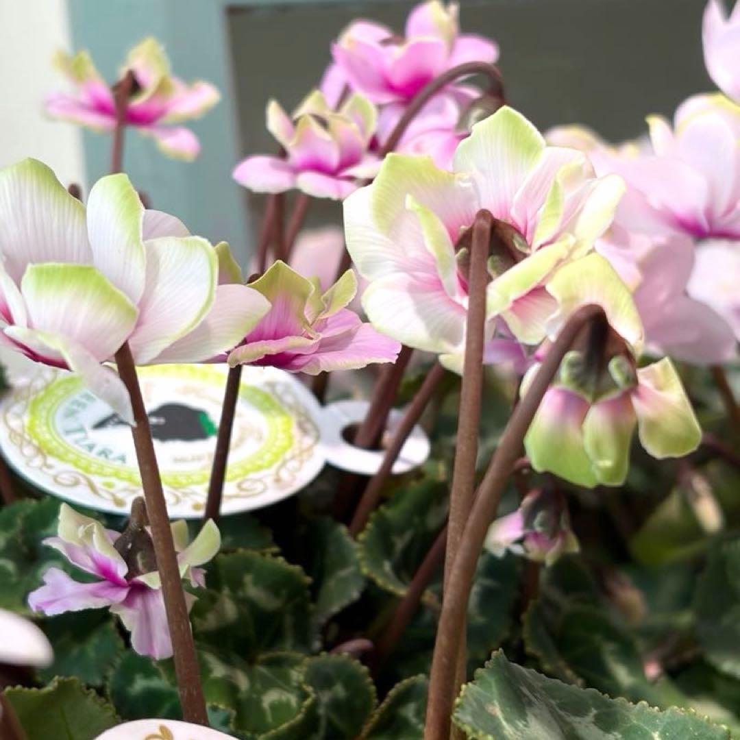 ayakaママ様　リクエスト　おまとめ5点