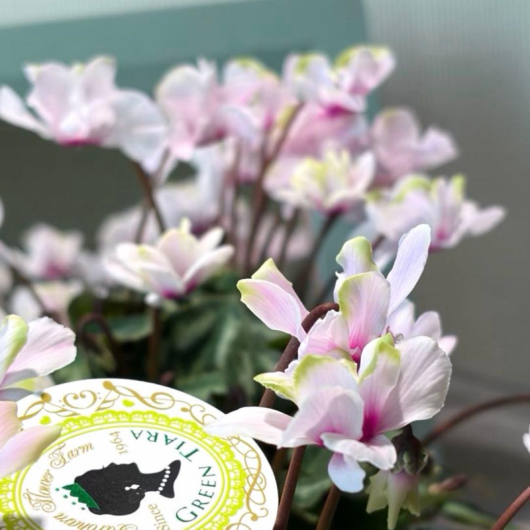 ayakaママ様　リクエスト　おまとめ5点