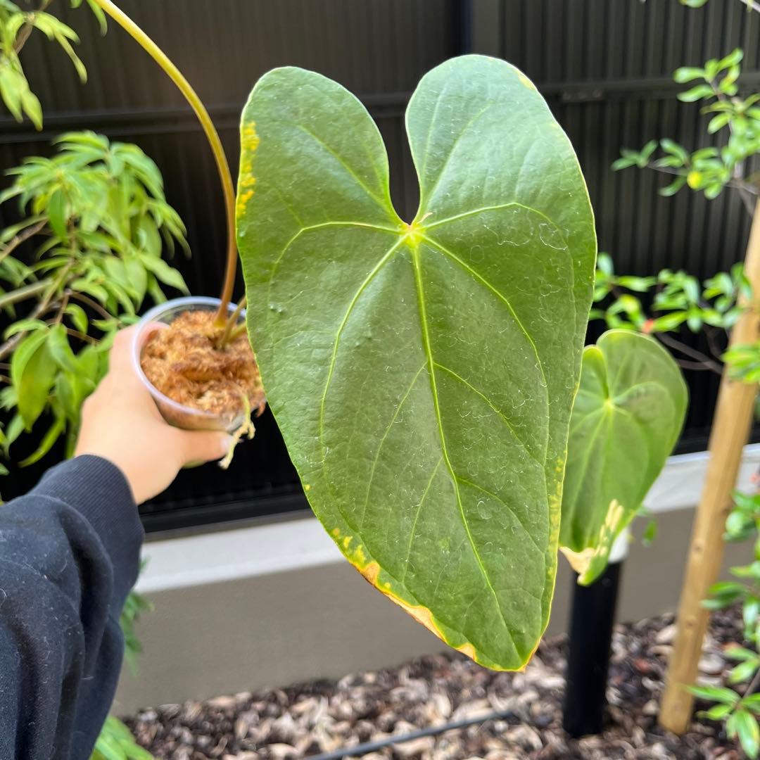 175 Shuar Princess シュアールプリンセス　アンスリウム