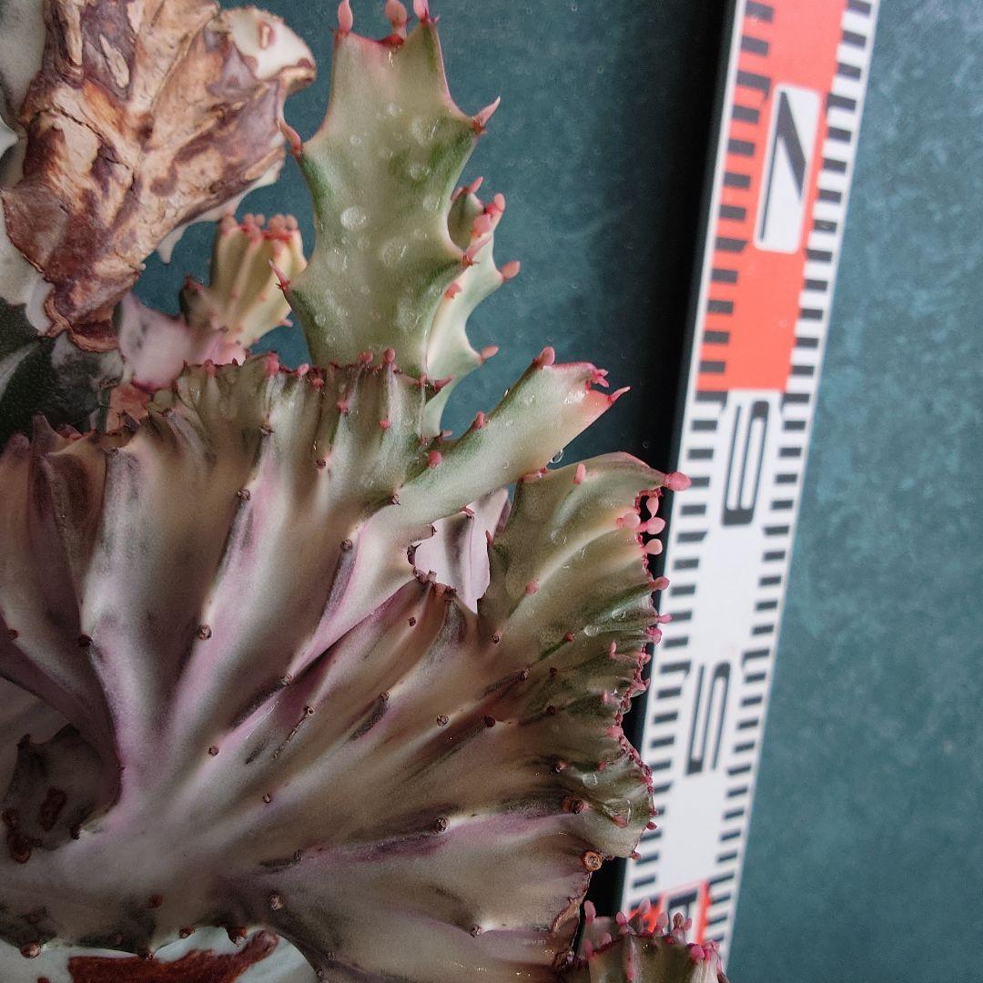 【美形希少】ユーフォルビア　ホワイトゴースト　綴化　写真の追加承ります！