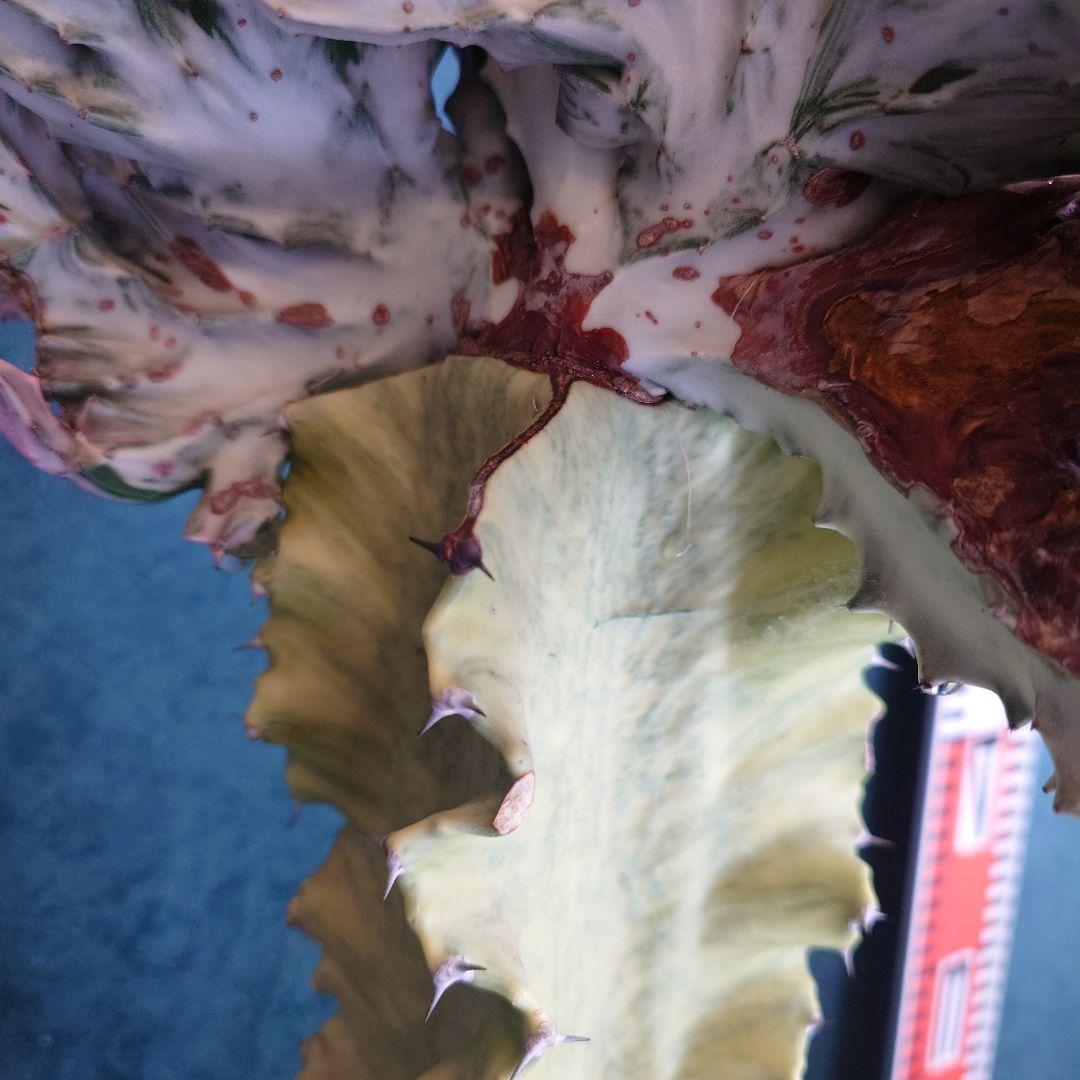 【美形希少】ユーフォルビア　ホワイトゴースト　綴化　写真の追加承ります！