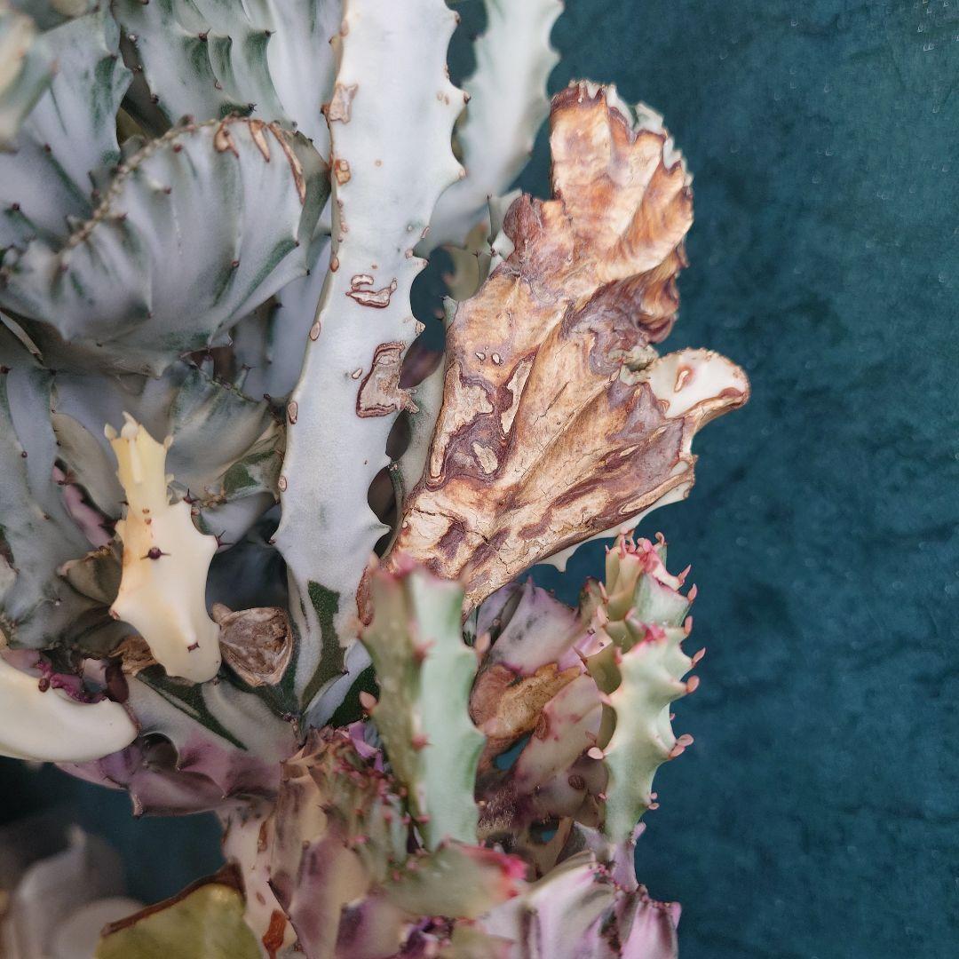 【美形希少】ユーフォルビア　ホワイトゴースト　綴化　写真の追加承ります！