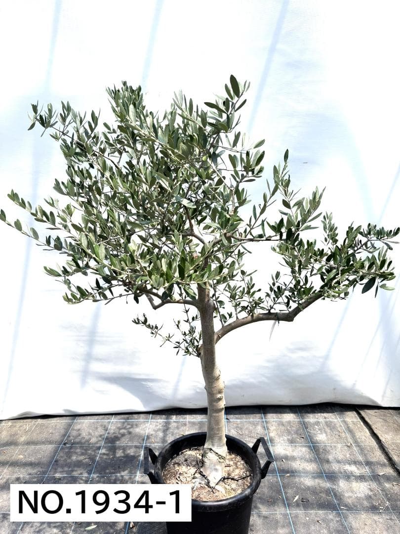 オリーブの木　ヘレナ　約150cm　NO.1934　大型　現品掲載　古木
