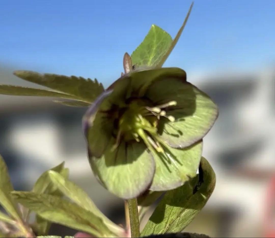 おこめ様ご依頼品　クリスマスローズ　開花株　横山園芸　2苗　現品　匿名発送