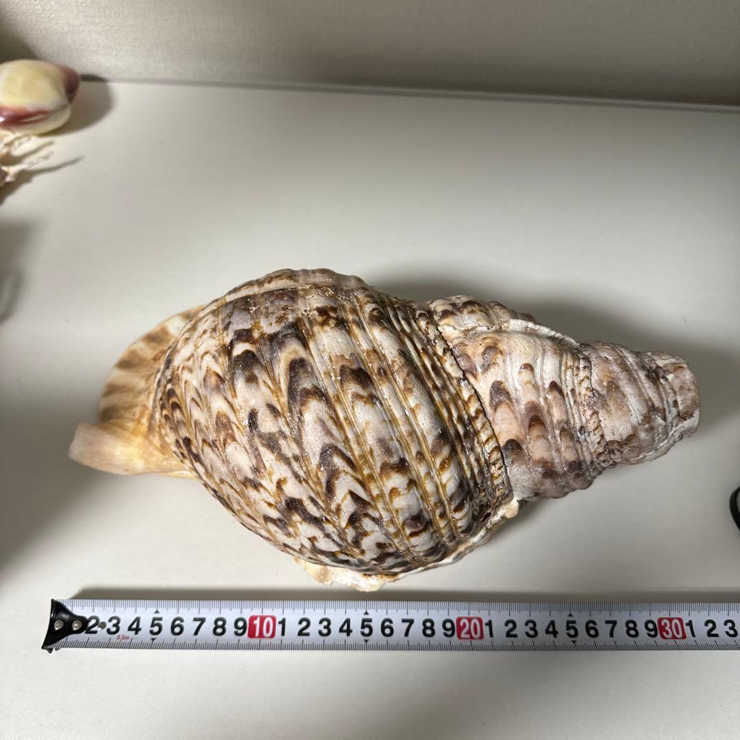 法螺貝 貝殻 標本 先端加工済み 約300mm