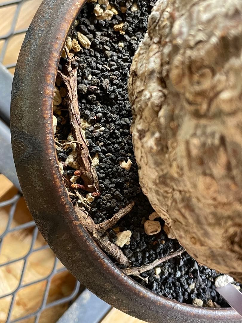 【現地球／発根済】オペルクリカリア　パキプス（極上株）ODDROOTS管理株