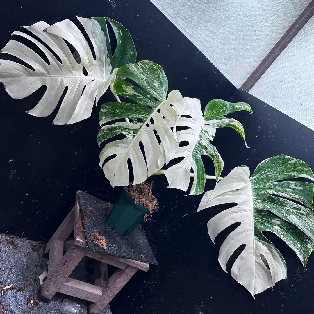 j*9様 斑入りモンステラ ホワイトタイガー極美大株88cm白斑多