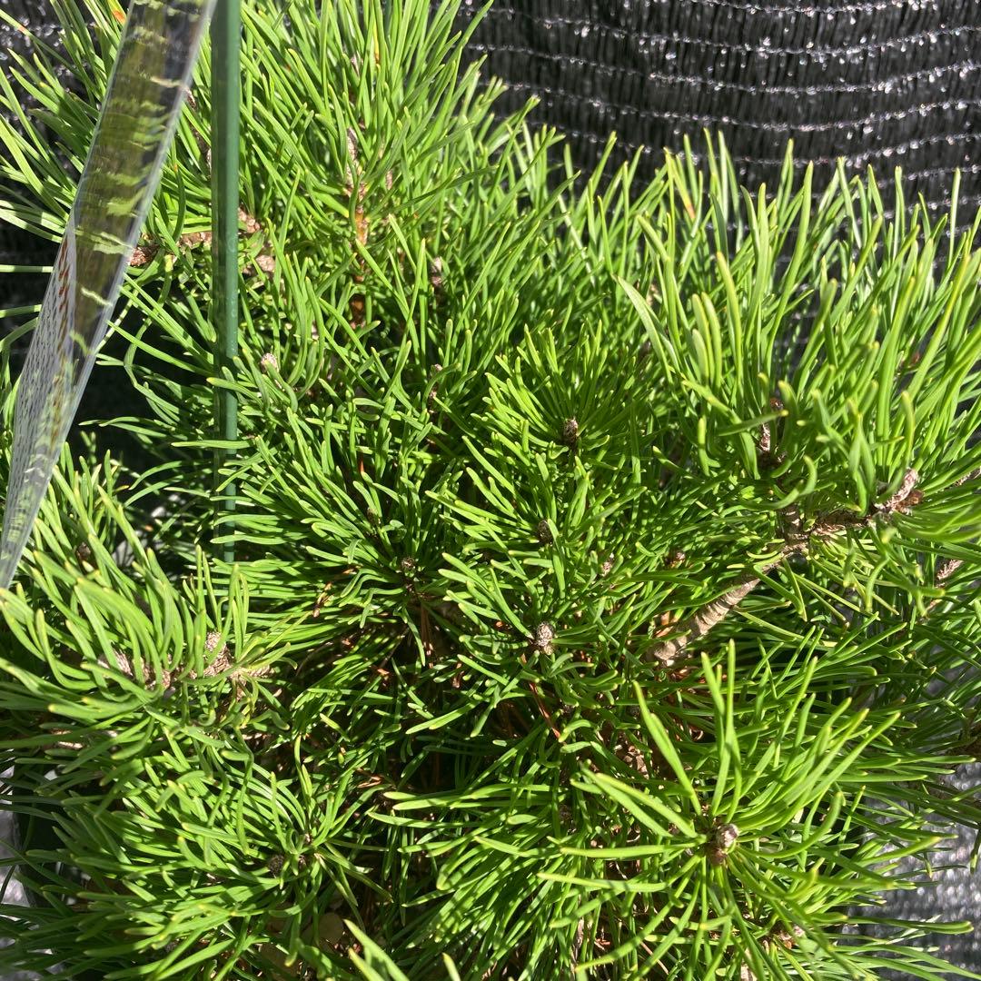 ①*:ஐ這松・ドーム型の松*:ஐ【モンタナマツ・プミリオ ・プリミオ】5号