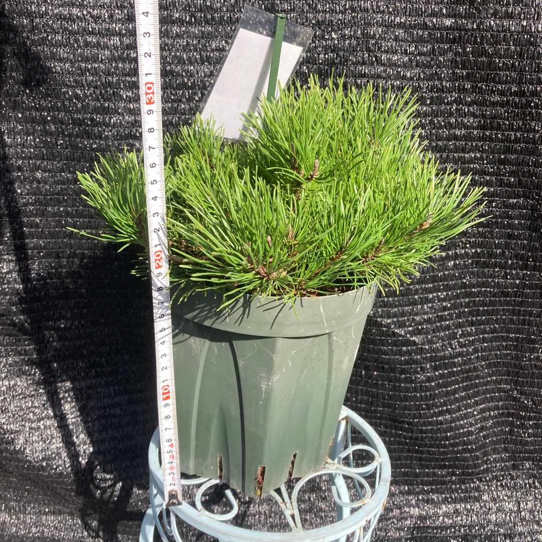 ①*:ஐ這松・ドーム型の松*:ஐ【モンタナマツ・プミリオ ・プリミオ】5号