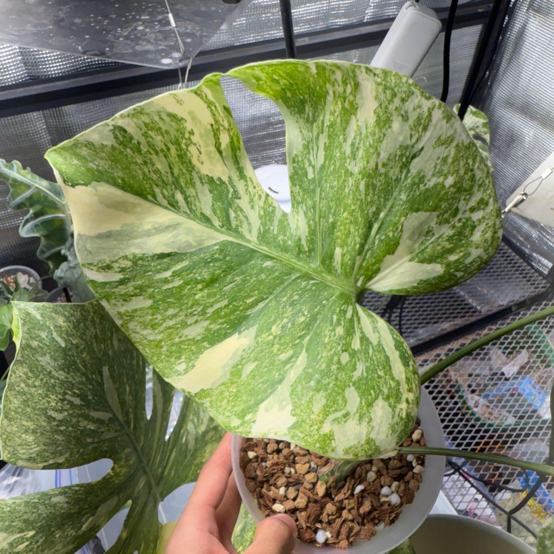 本物 モンステラ レガシー