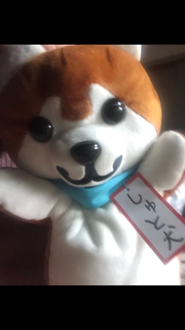 NHKの天気予報でおなじみしゅと犬くんです