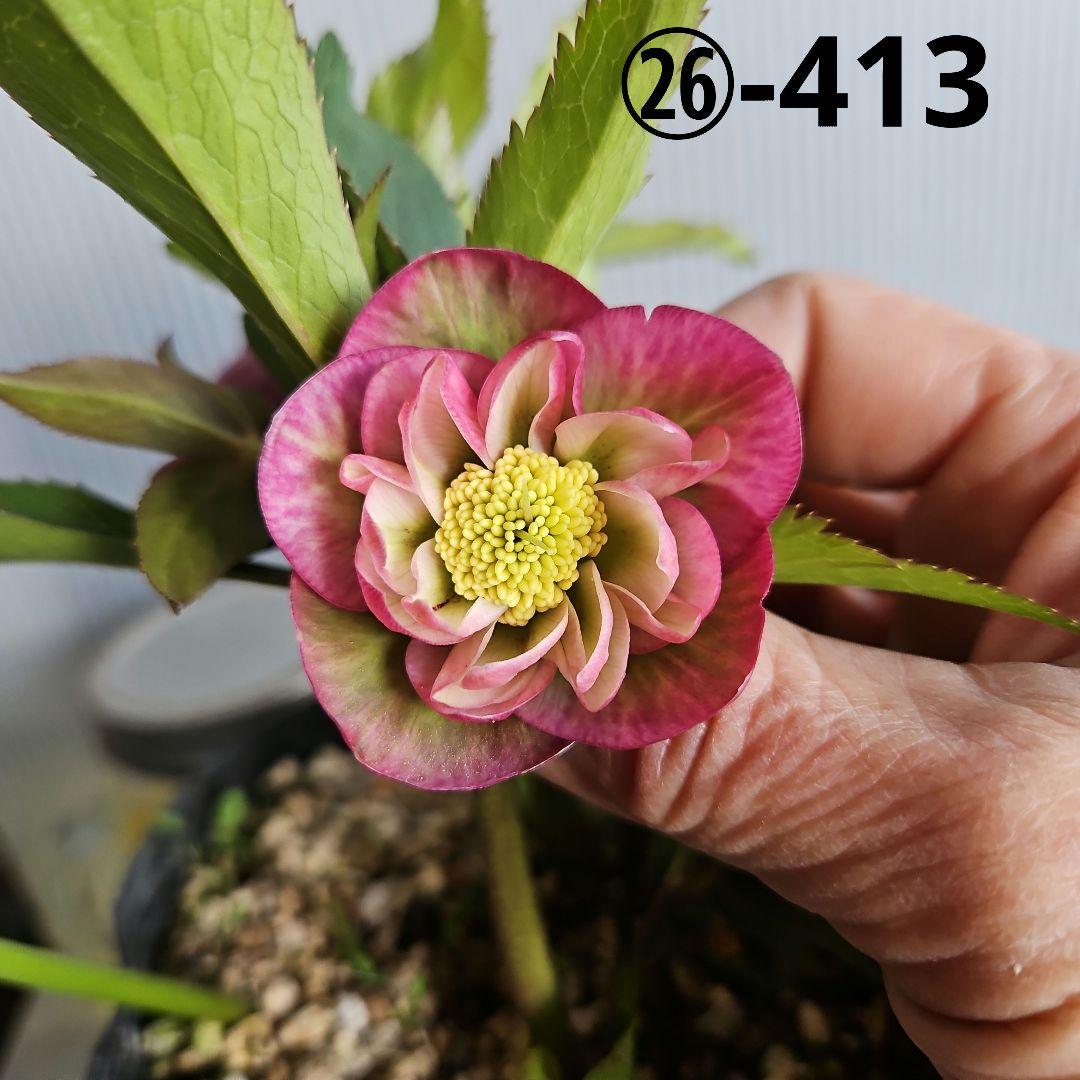 ★yuko様お取り置き苗㉖-413クリスマスローズ