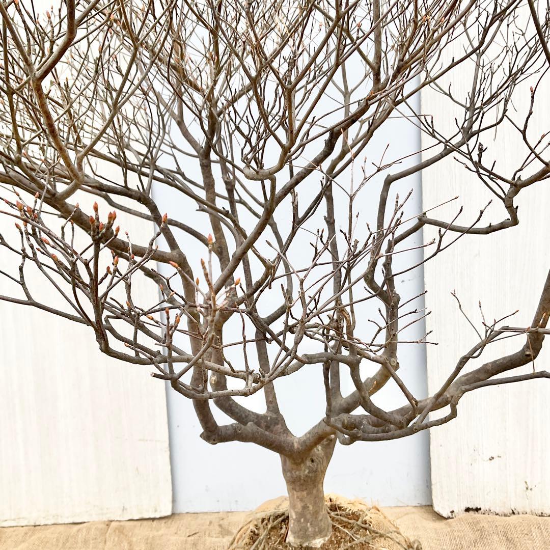 山採りドウダンツツジ　/101