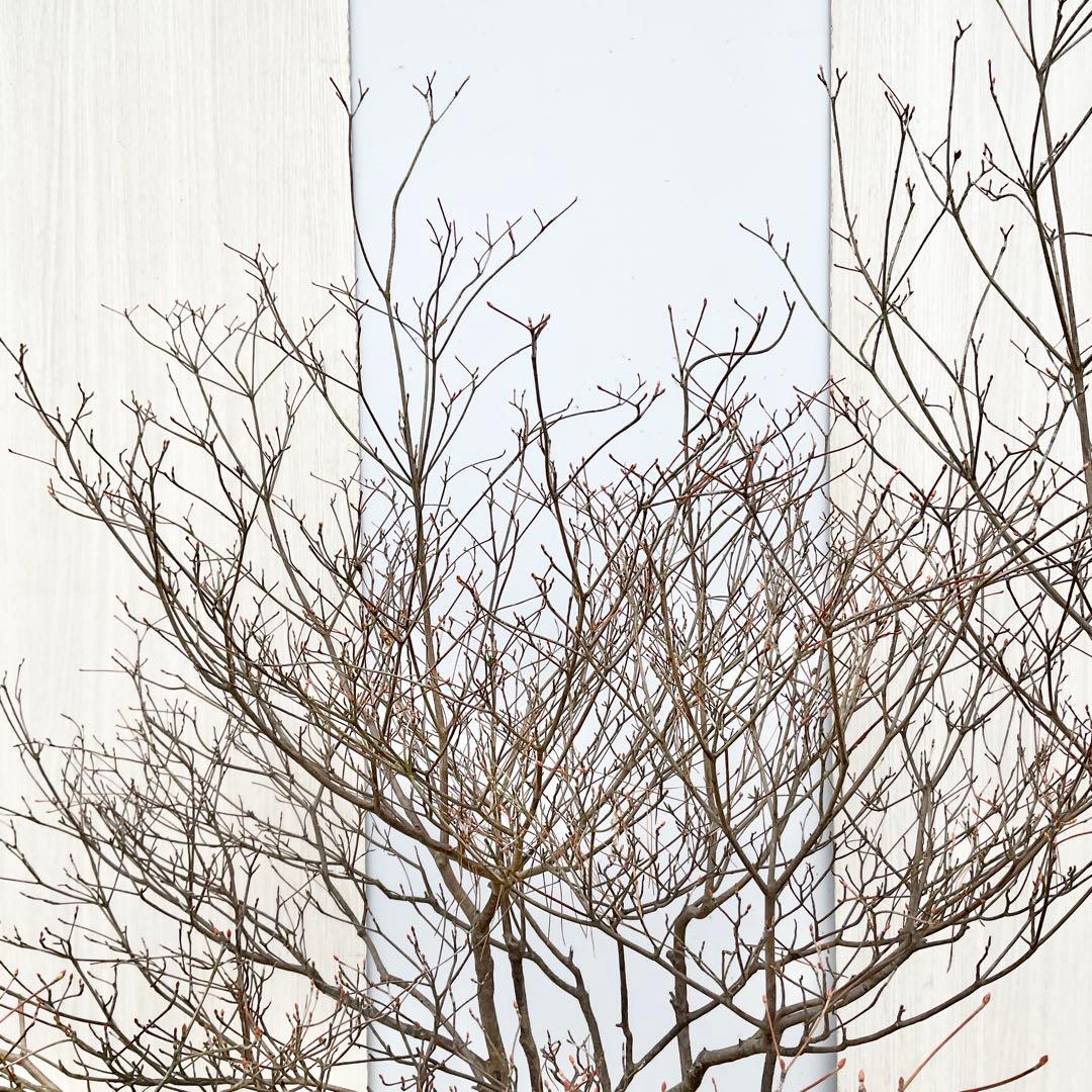 山採りドウダンツツジ　/101