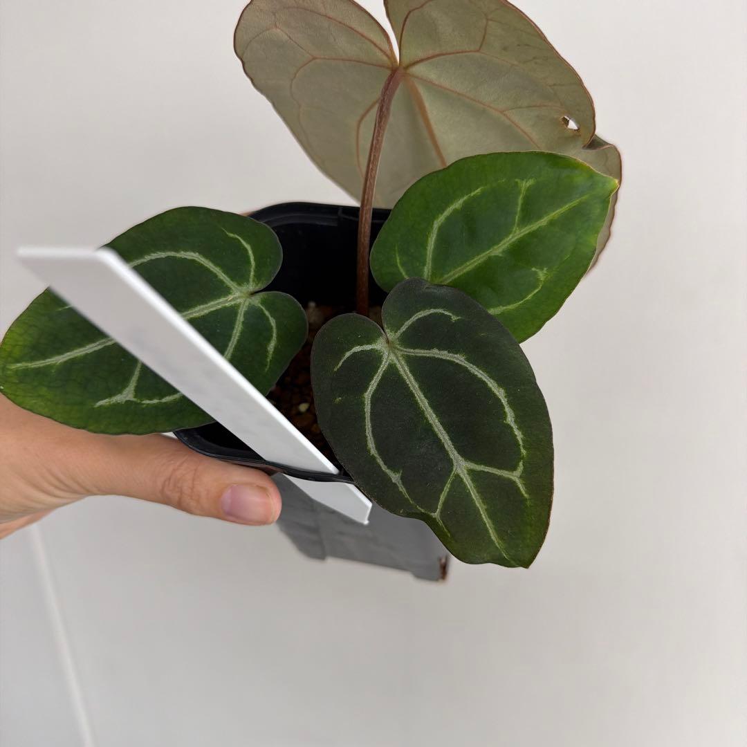 アンスリウムカーラブラッキーアイハイブリッド